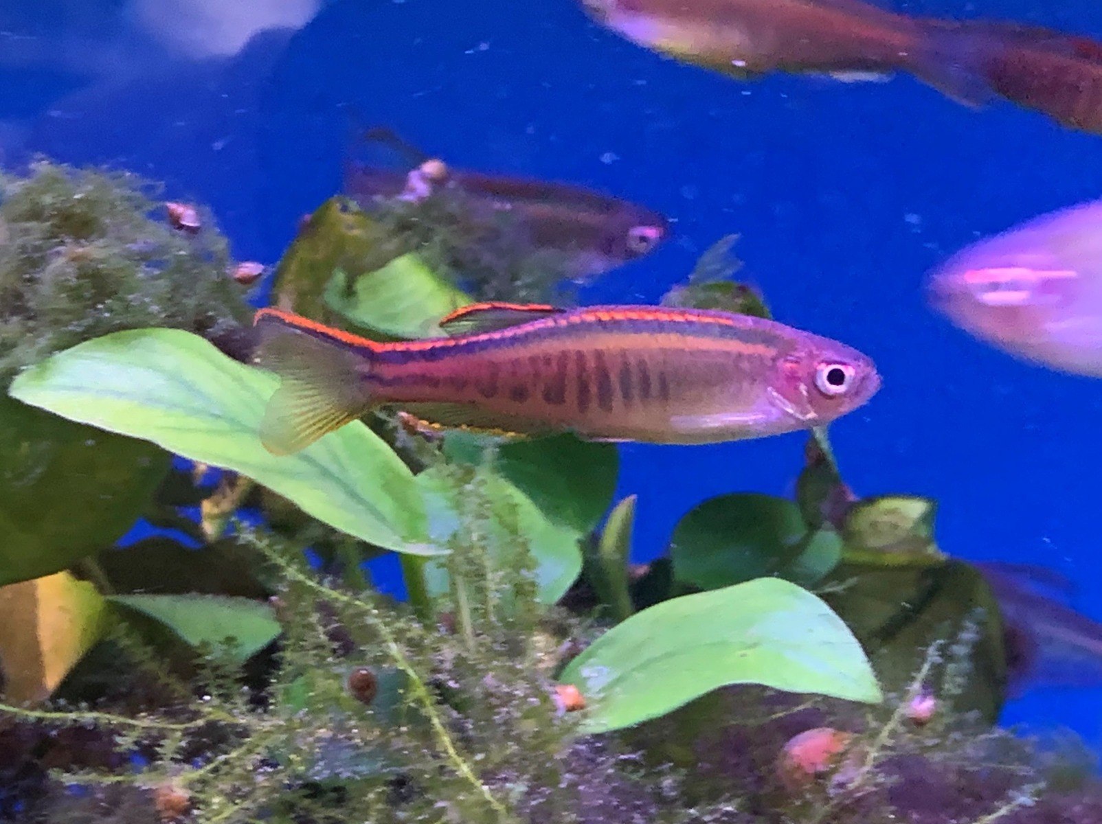 Glowlight Danio-Danio choprae