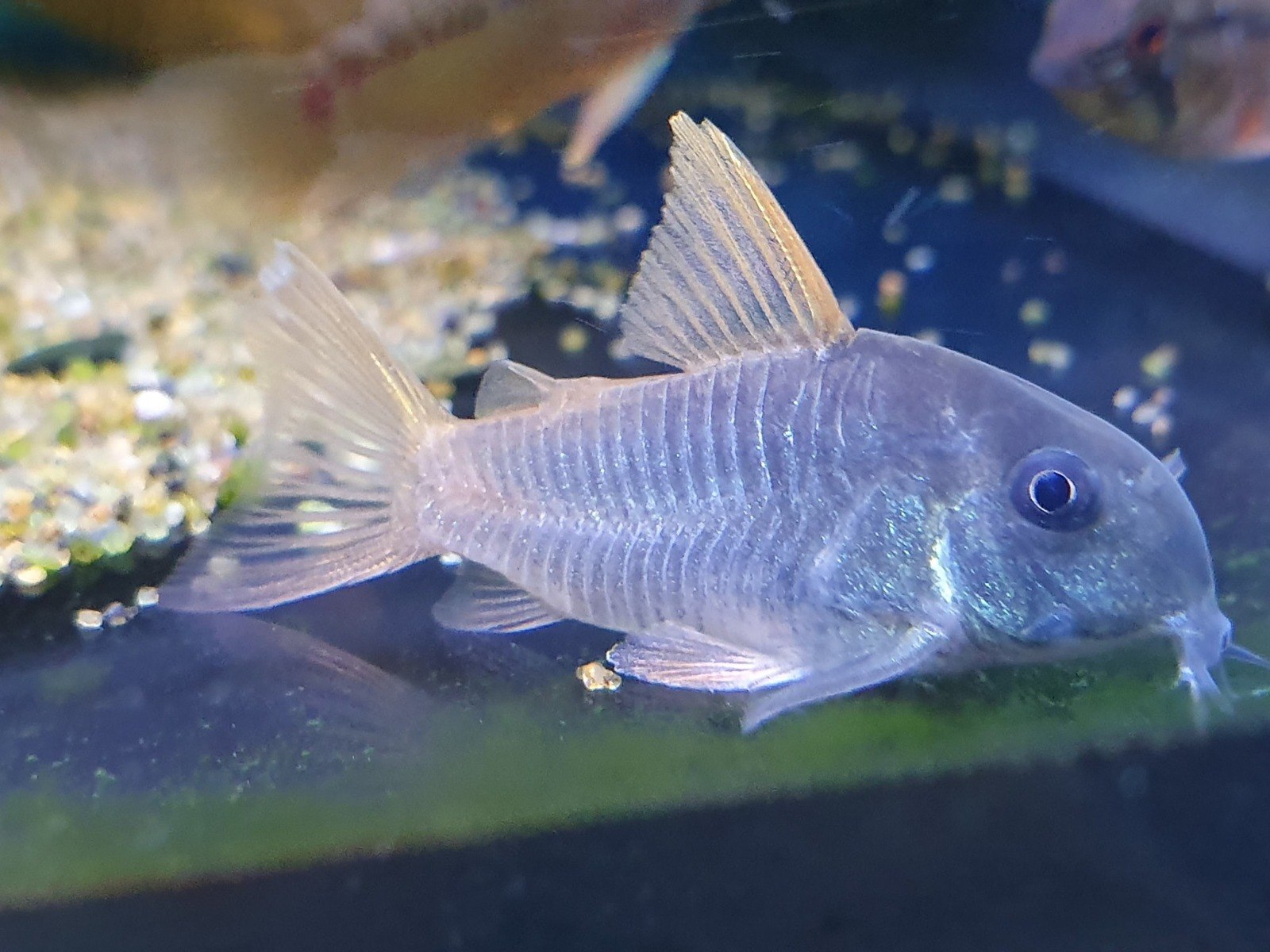 Slate Cory-Corydoras Concolor