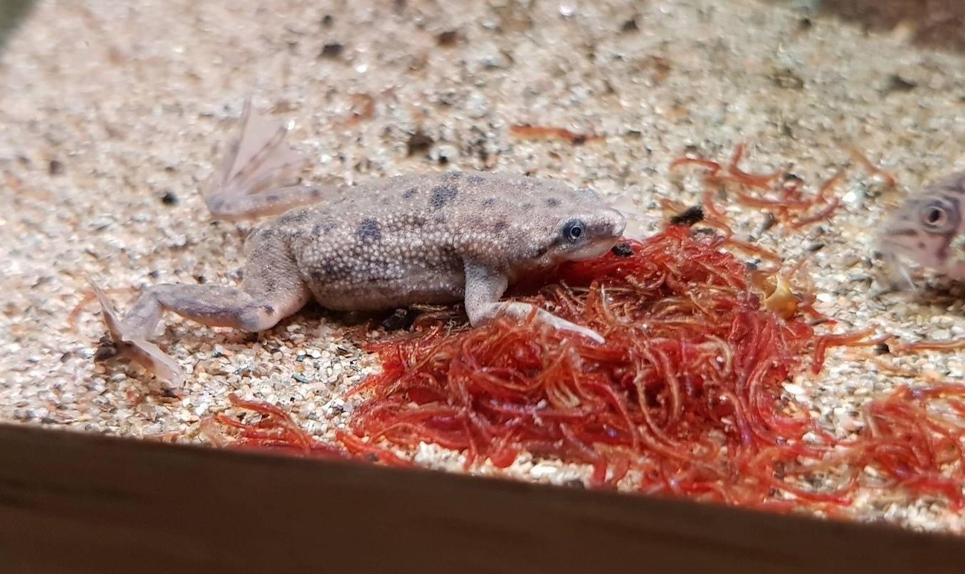 african dwarf frog habitat