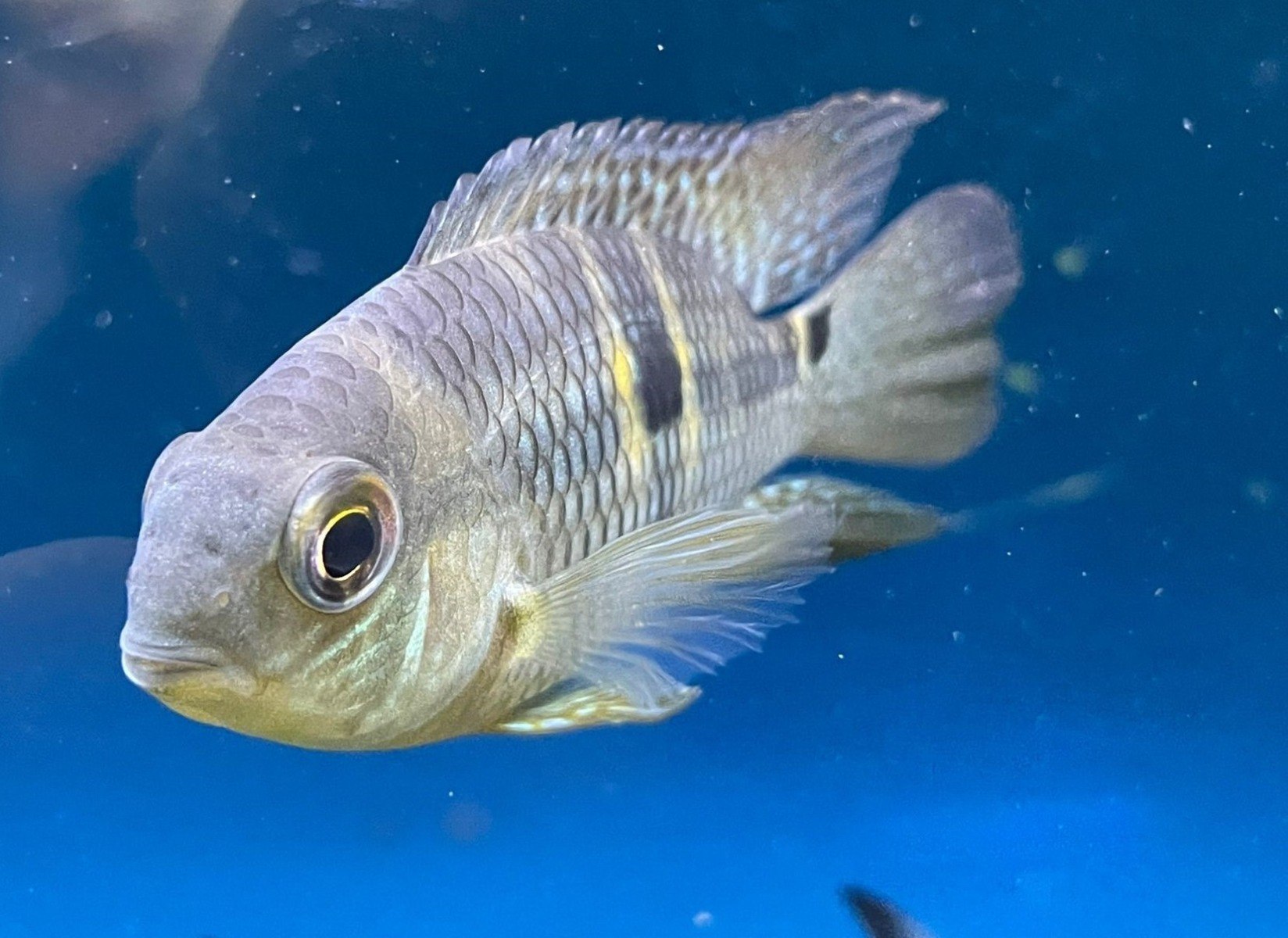 Yellow acara Aequidens metae