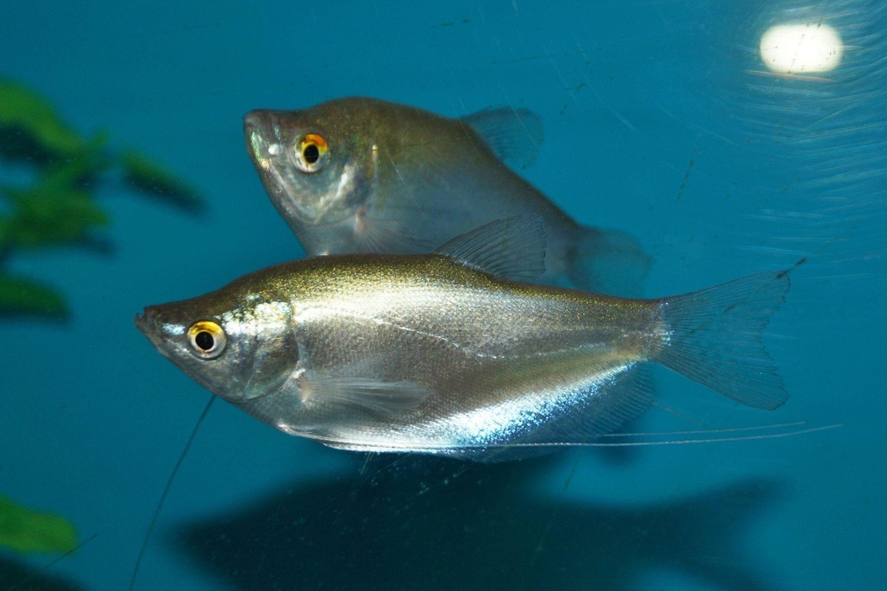 Moonlight Gourami-Trichopodus microlepis