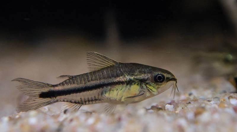 Pygmy Cory-Gastrodermus pygmaeus