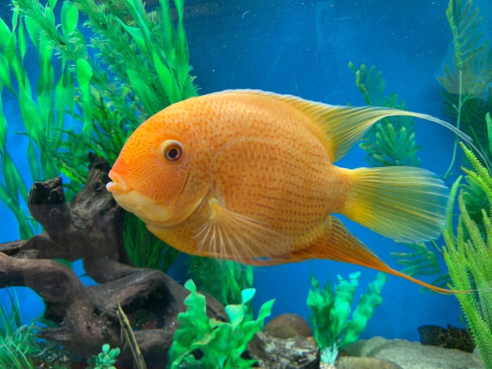 Gold Severum-Heros efasciatus