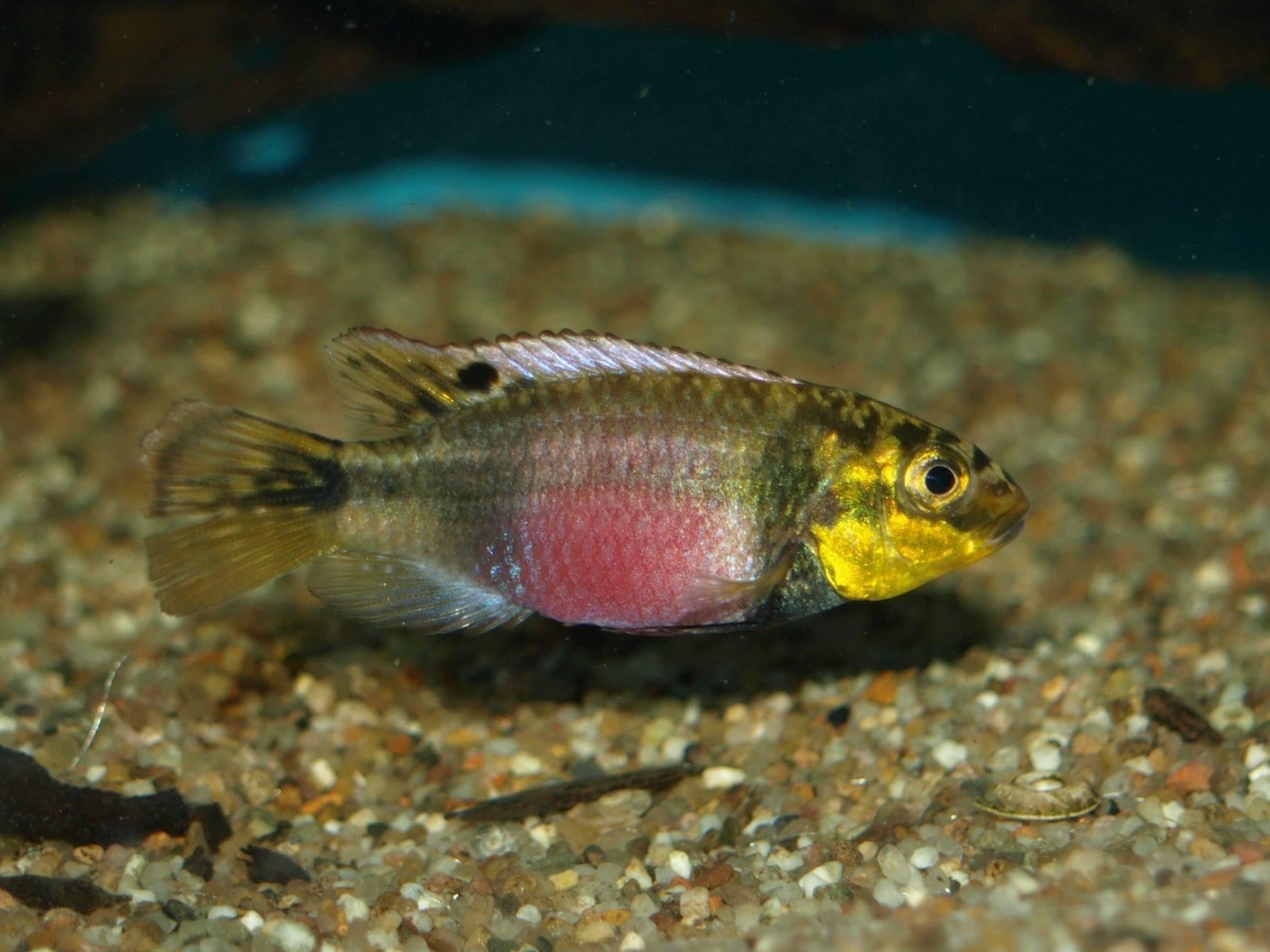 Subocellatus Krib-Pelvicachromis subocellatus