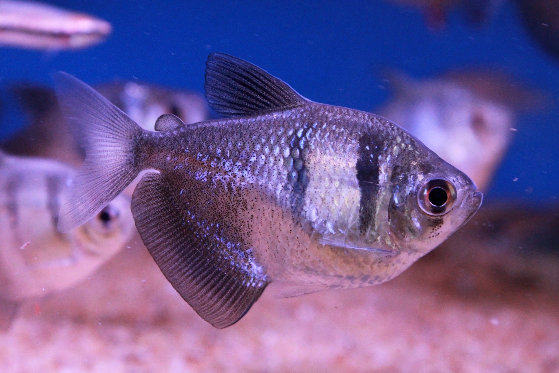 Black Widow Tetra-Gymnocorymbus ternetzi