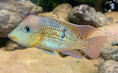 Gold dust eartheater - Geophagus sp. 'Alto Sinu'