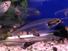 Glass catfish-Kryptopterus minor