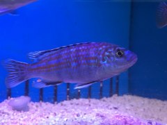 Exasperatus-Labidochromis joanjohnsonae