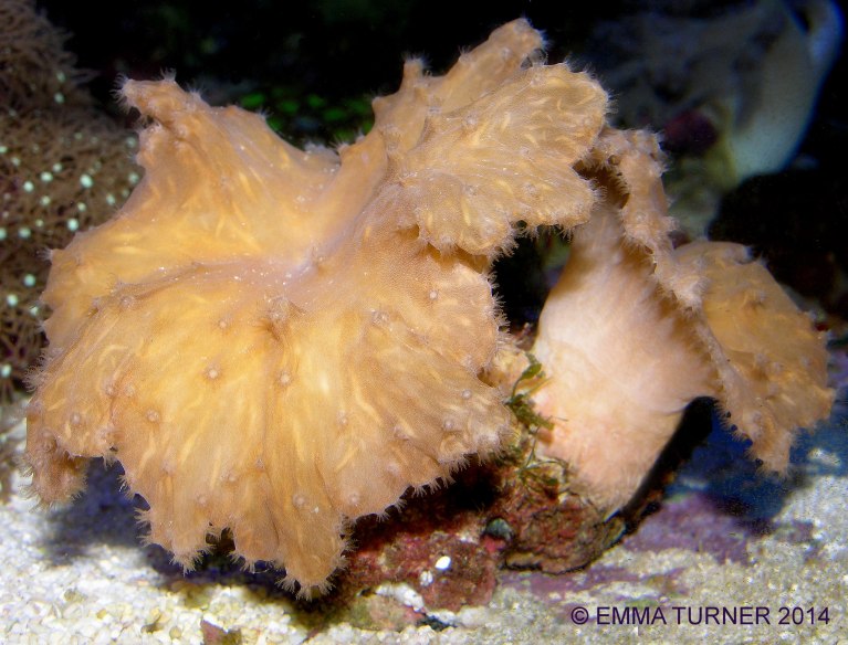 Cabbage Leather Coral-Sinularia dura