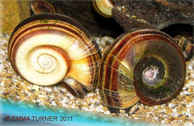 Colombian Giant Ramshorn Snail-Marisa Cornuarietis