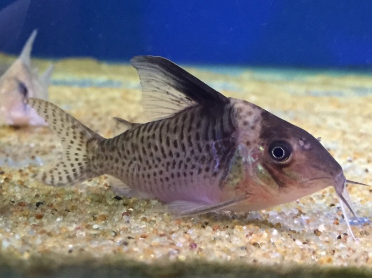 Delphax Cory-Brochis delphax