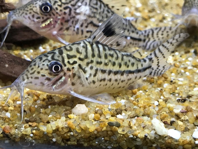 Leopard Cory-Corydoras leopardus