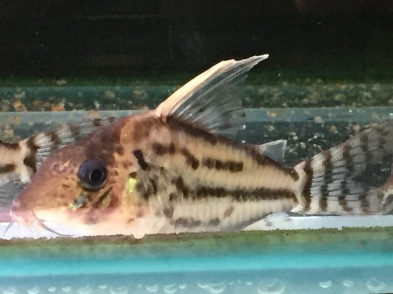 Pretty Cory-Corydoras pulcher