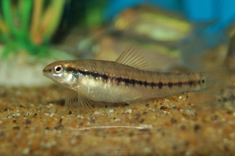 Darter Tetra-Characidium