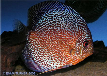 Discus-Symphysodon