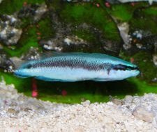 Electric Indigo Dottyback-Pseudochromis fridmani sankeyi