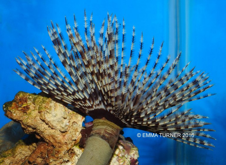 Giant Feather Duster Worm-Sabellastarte