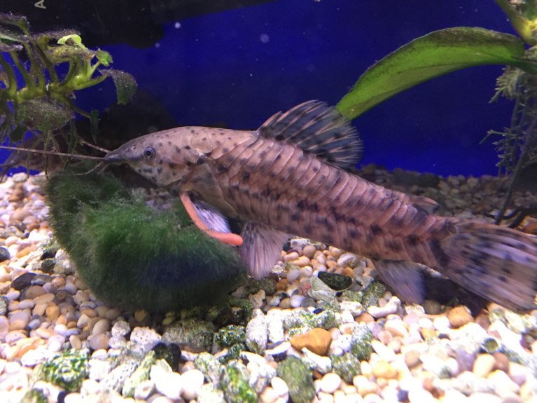 Hoplo Catfish-Megalechis thoracata