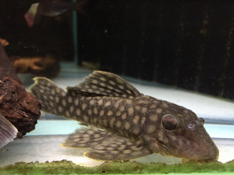 Polka Dot Plec-L020-Spectracanthicus zuanoni