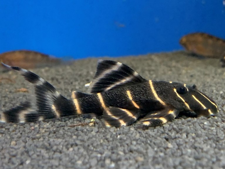 Flash Plec L204-Panaqolus albivermis