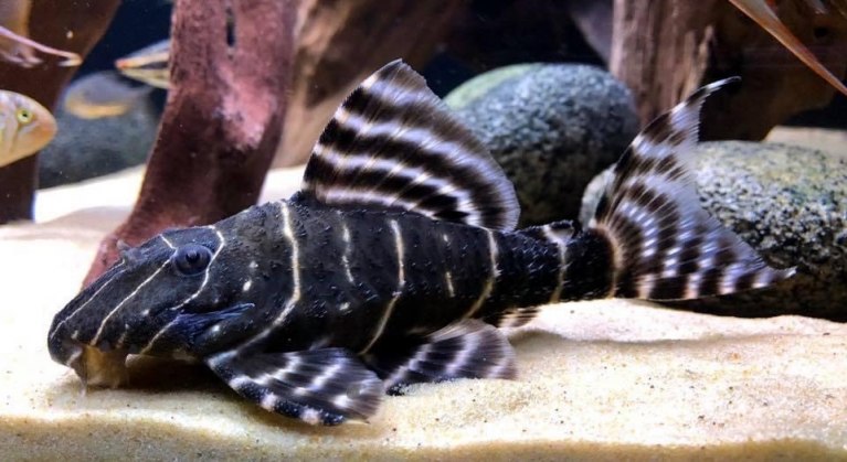 Flash Plec L204-Panaqolus albivermis