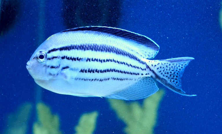 Lamarck's Angelfish-Genicanthus lamarck