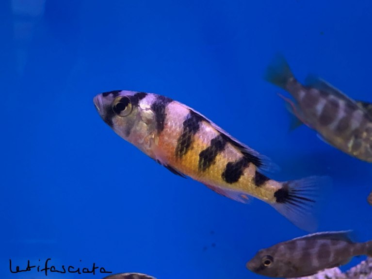 Zebra Obliquidens Astatotilapia Latifasciata