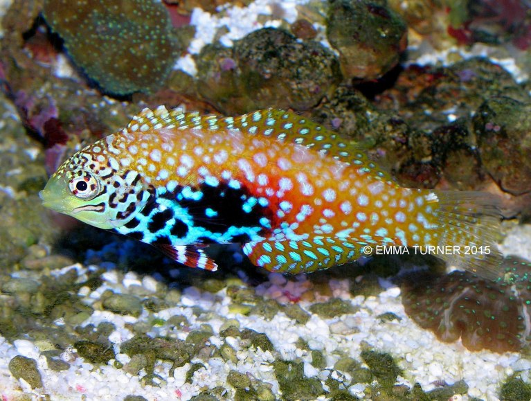 Peacock Wrasse-Macropharyngodon bipartitus