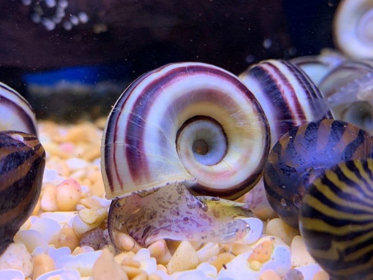 Colombian Giant Ramshorn Snail-Marisa Cornuarietis