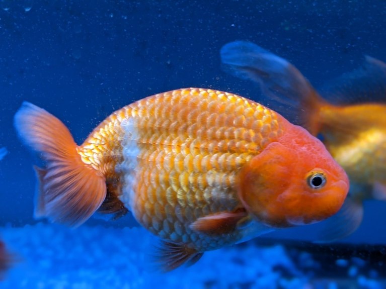 Ranchu-Carassius auratus auratus