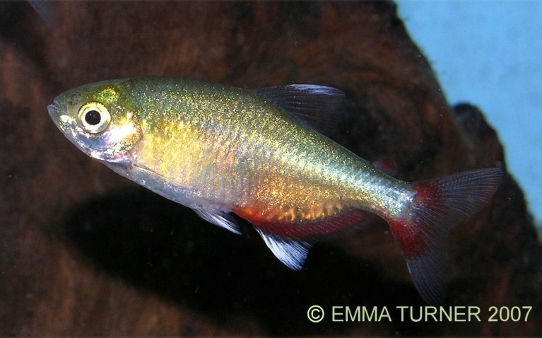 Rathbun’s Bloodfin Tetra-Aphyocharax rathbuni