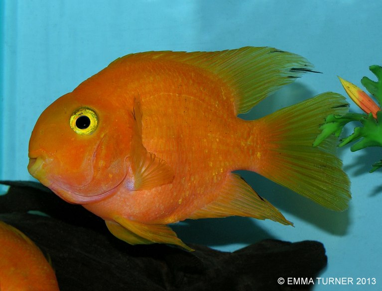 Red Parrot Cichlid