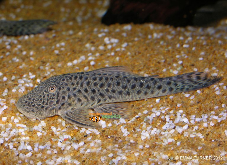 Spotted Bulldog Plec-L445-Chaetostoma