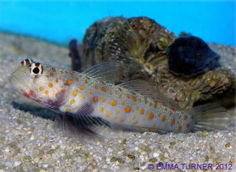 Sunspot Goby-Amblyeleotris guttata