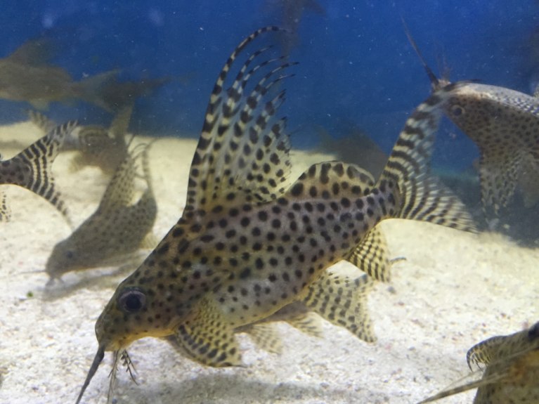 Featherfin Catfish-Synodontis eupterus