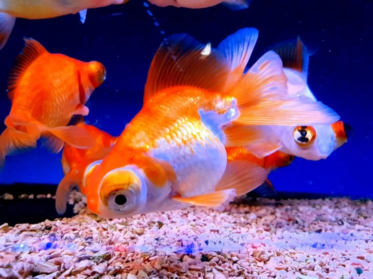 Telescope-carassius Auratus