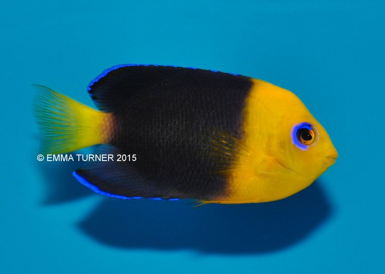 Yellowhead Angelfish-Centropyge joculator