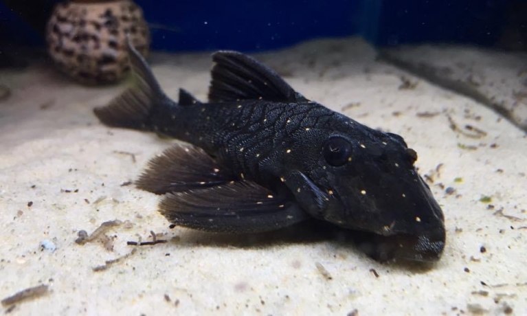 Orange Spot Pleco LDA031-Panaqolus albomaculatus