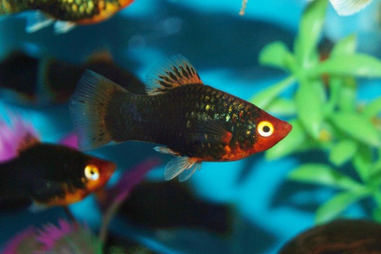 Platy-Xiphophorus maculatus