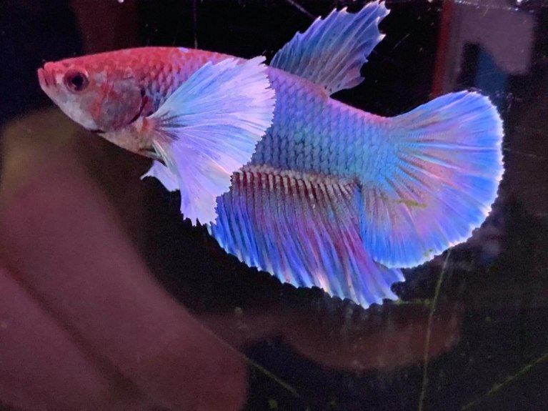 Siamese Fighter-Betta splendens