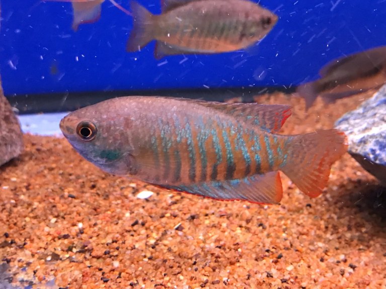 Indian Banded Gourami-Trichogaster bejeus (formerly fasciata)