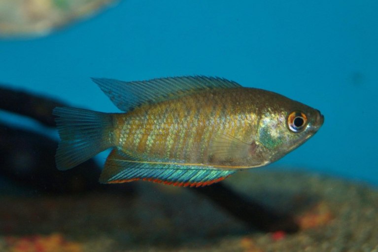 Indian Banded Gourami-Trichogaster bejeus (formerly fasciata)