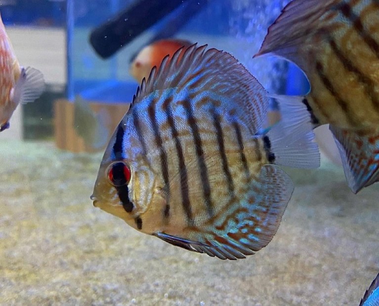 Discus-Symphysodon