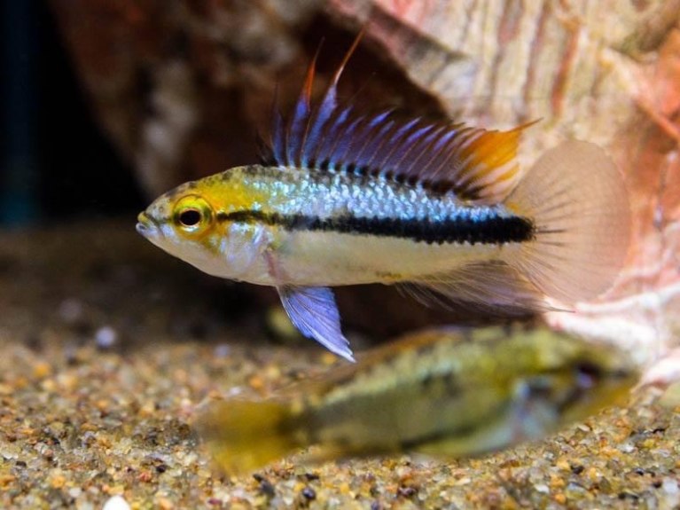 Apistogramma trifasciata