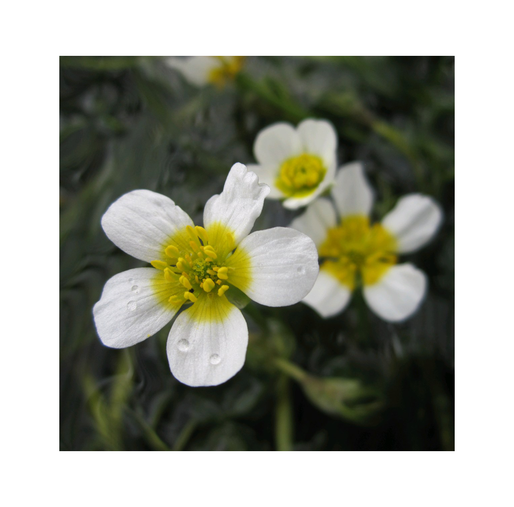 Water Crowfoot (Ranunculus Aquatilis) Oxygenating Pond Plant Pack of 5