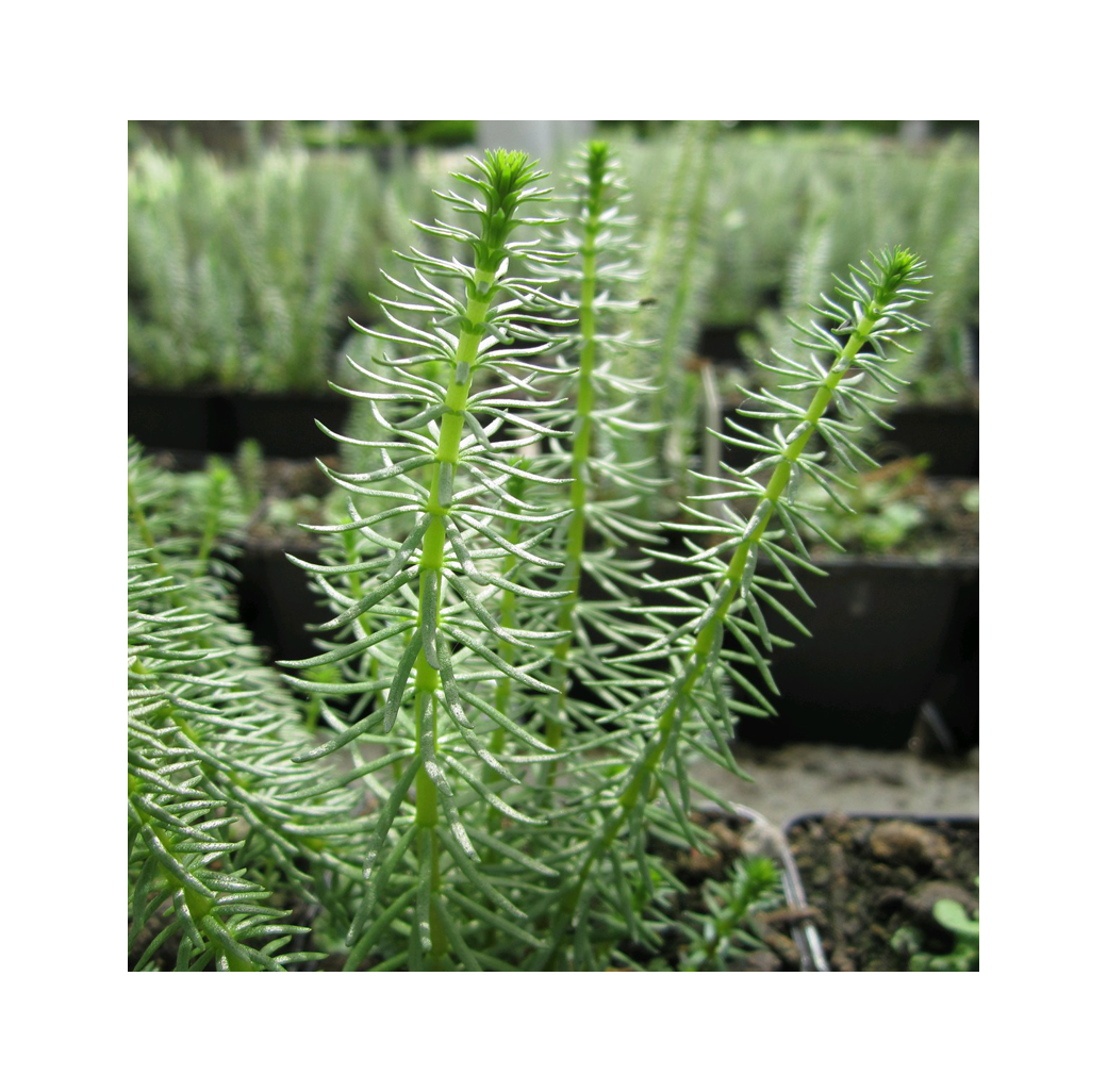 Mare's Tail (Hippuris Vulgaris) 1L Oxygenating Pond Plant