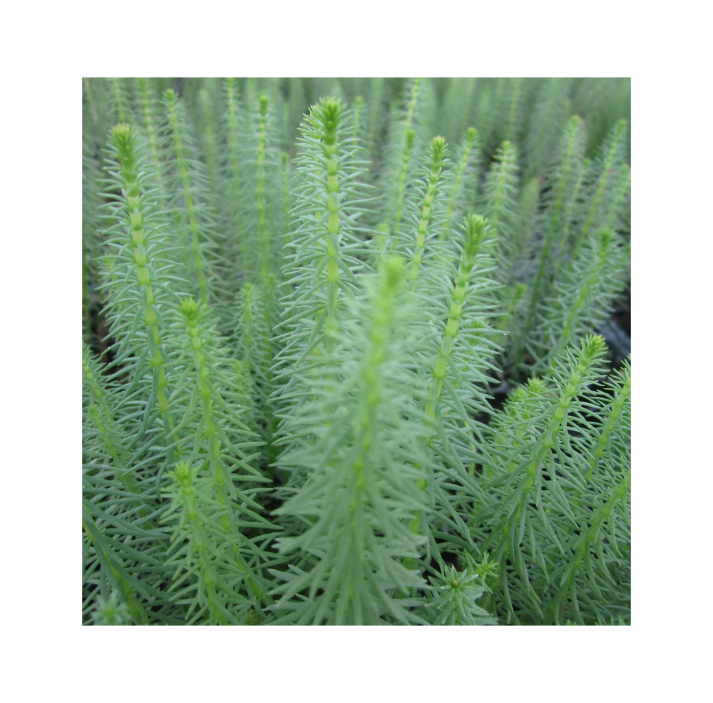 Mare's Tail (Hippuris Vulgaris) 1L Oxygenating Pond Plant