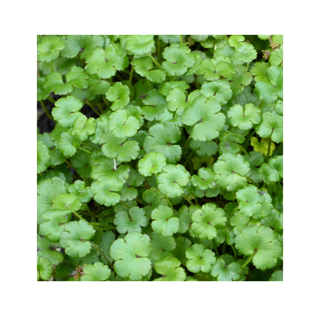 Miniature Pennywort (Hydrocotyle Nova Zealand) 1L Oxygenating Pond Plant