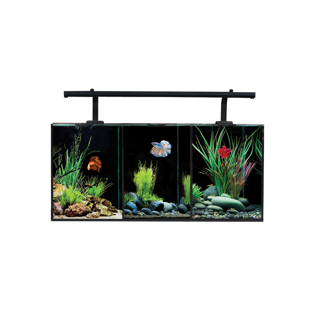 AquaOne Betta Trio