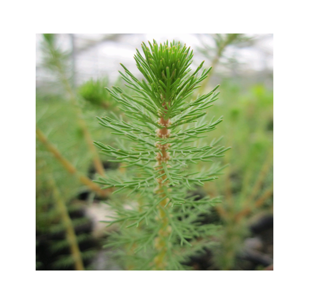 Spiked Water Milfoil  (Myriophyllum Crispatum) 1L Oxygenating Pond Plant